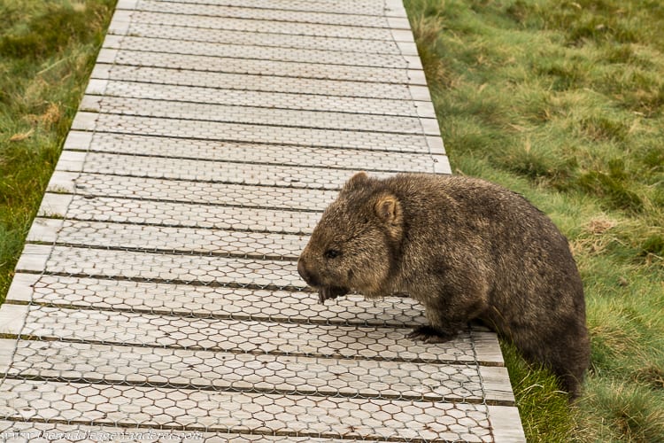A wombat at Cradle Mountain, Tasmania, Australia.