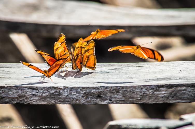 Butterflies in the Peruvian Amazon