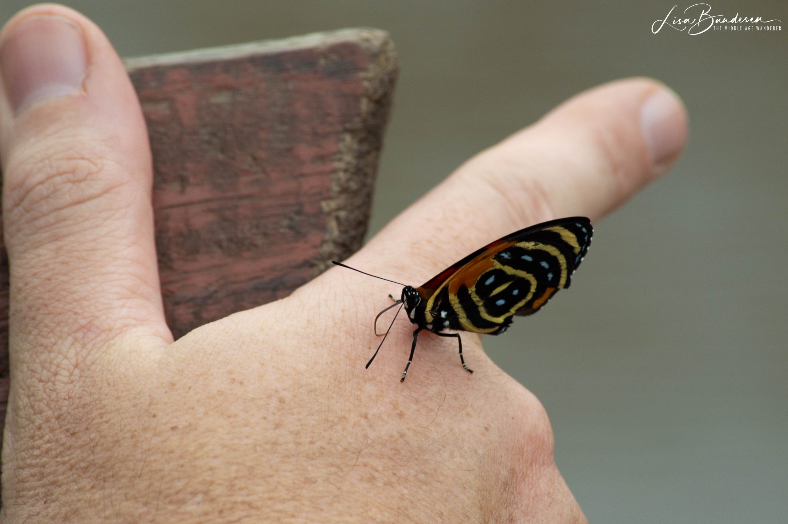 A butterfly on hand