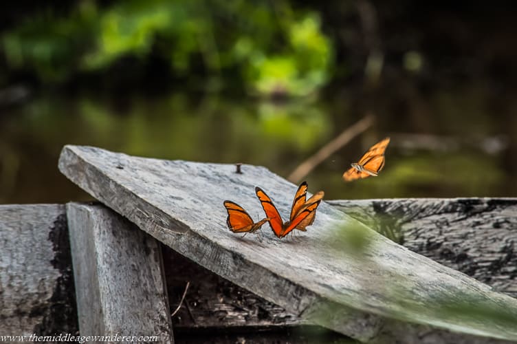 Butterflies in the Peruvian Amazon