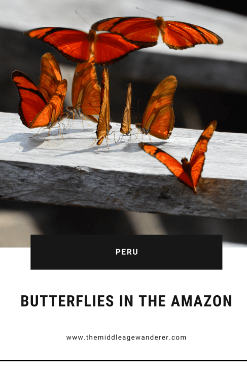 Butterflies in the Amazon