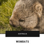Wombats - A Photo Gallery