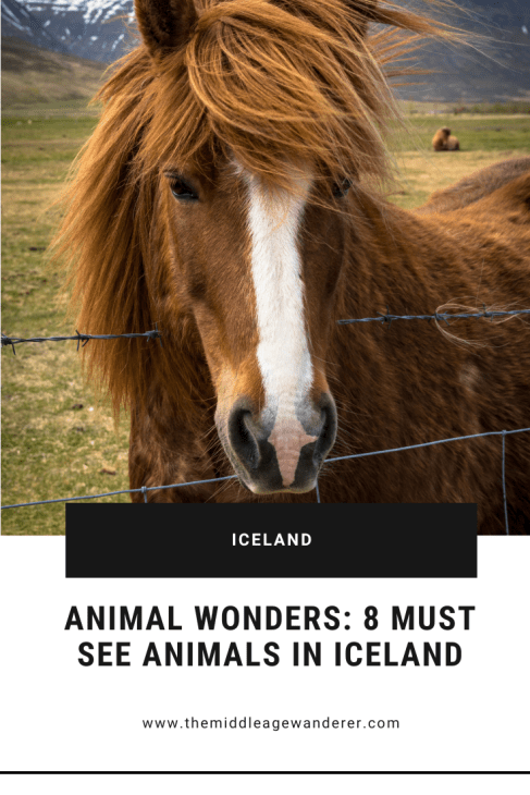 Animal Wonders 8 Must See Animals in Iceland