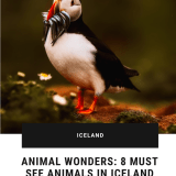 Pinterest - Animal Wonders 8 Must See Animals in Iceland