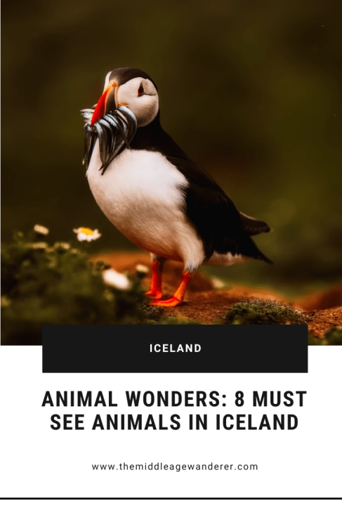 Pinterest - Animal Wonders 8 Must See Animals in Iceland
