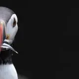 Puffin