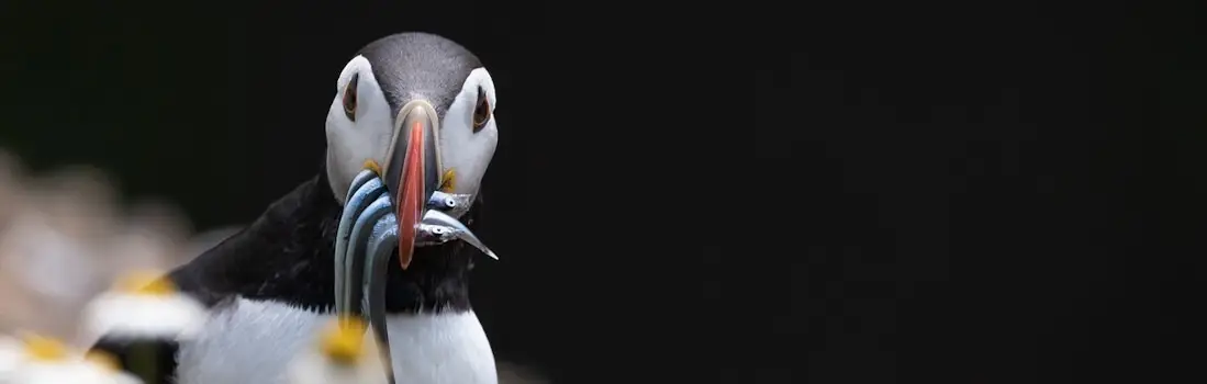 Puffins and Whales of Iceland