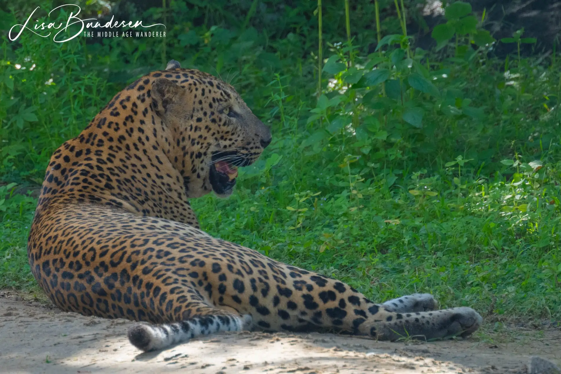 Leopard, Yala National Park