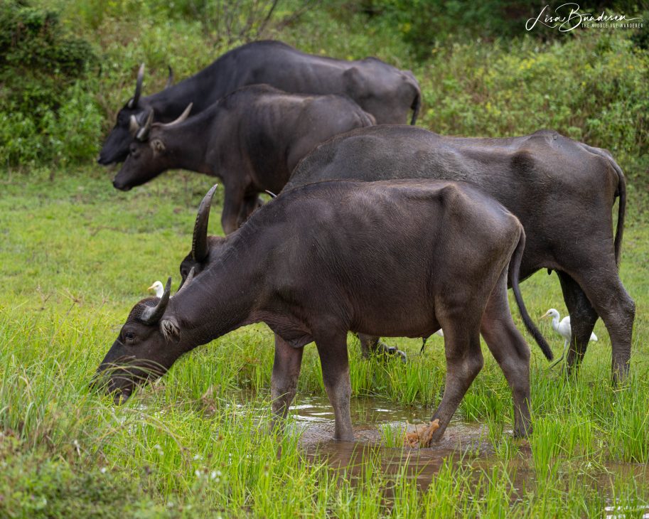 Wild Water Buffalo, Yala National Park
