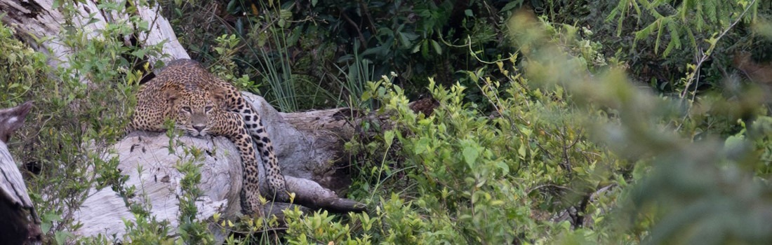Leopard, Yala National Park