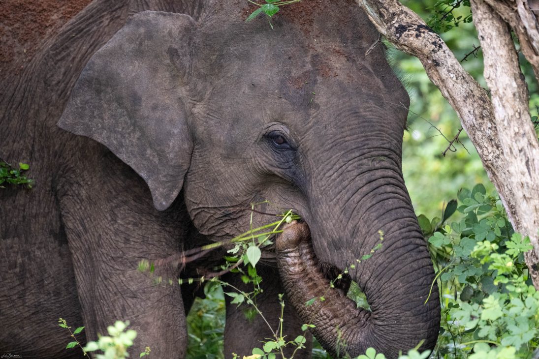 Elephant, Yala National Park