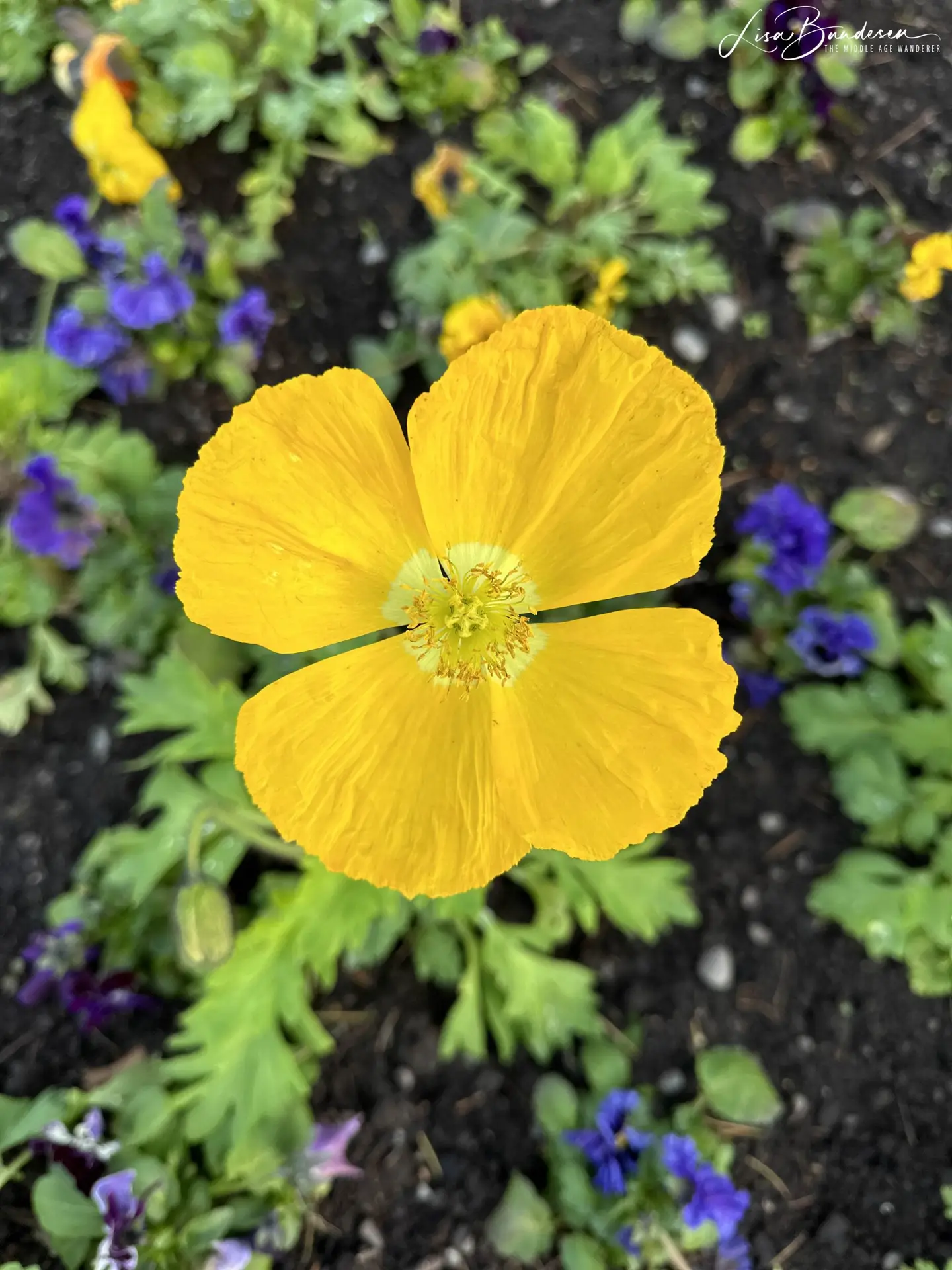 Christchurch Botanical Gardens